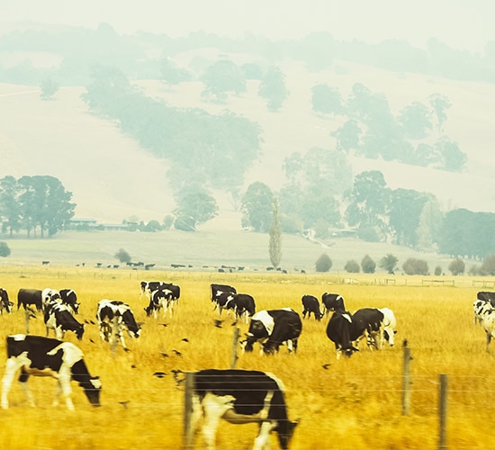 Rural